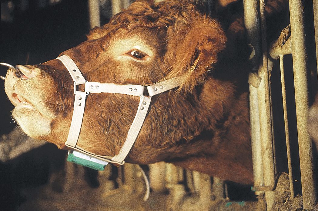 Dektuig leer voor stier