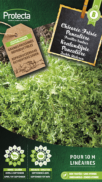 Krulandijvie "Pancalire"
