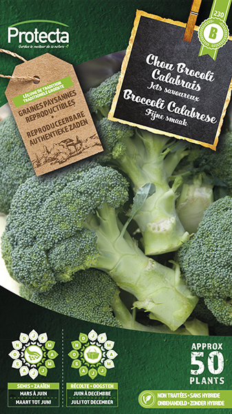 Broccoli Groene Calabrese