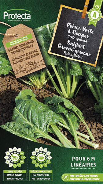 Snijbiet Groene gewone