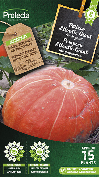 Pompoen Atlantic Giant