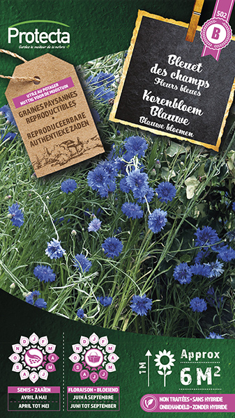 Korenbloem Blauwe