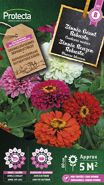 Zinnia Reuzen Robusta
