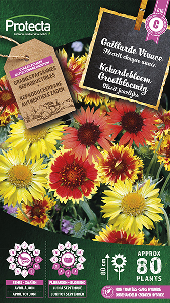 Kokardebloem Grootbloemig