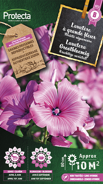 Lavatera Grootbloemig