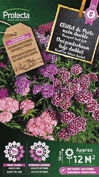 Duizendschoon lage dubbel