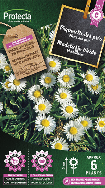 Madeliefje Weide