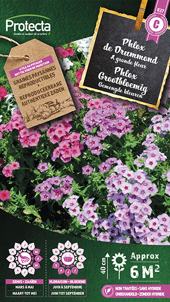 Phlox Grootbloemig