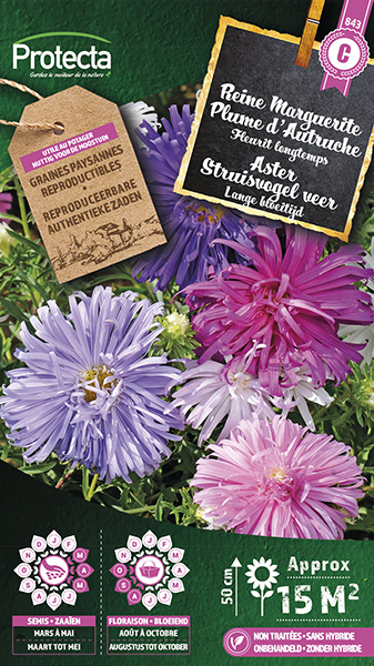 Aster Struisveder gemengd
