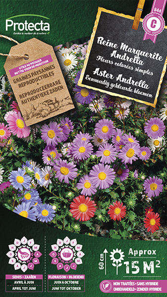 Aster Andrella gemengd